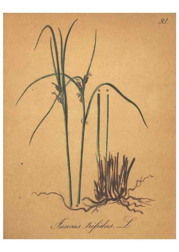 Reproducción/Reproduction 7163672245: Die Alpenpflanzen nach der Natur gemalt /. Prag :F. Tempsky,1879-1884.