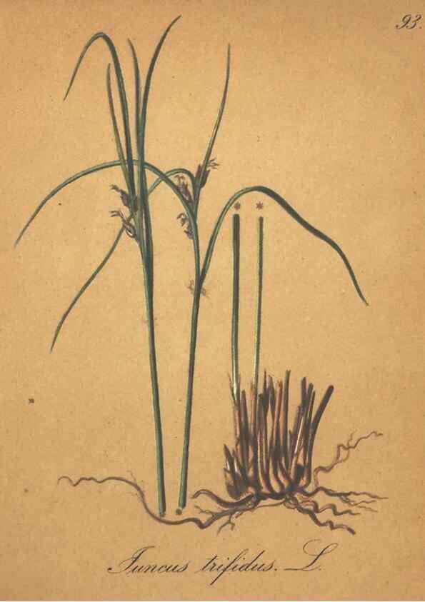Reproducción/Reproduction 7163672245: Die Alpenpflanzen nach der Natur gemalt /. Prag :F. Tempsky,1879-1884.