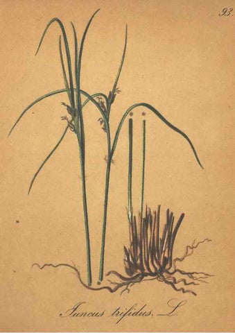 Reproducción/Reproduction 7163672245: Die Alpenpflanzen nach der Natur gemalt /. Prag :F. Tempsky,1879-1884.