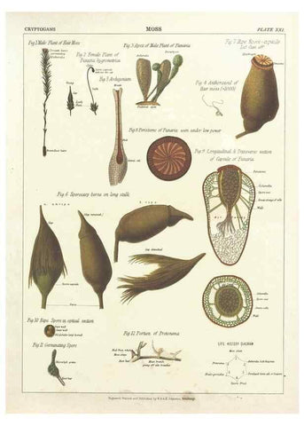 Reproducción/Reproduction 7166140497: The botanical atlas :. New York :The Century Co.,1883.