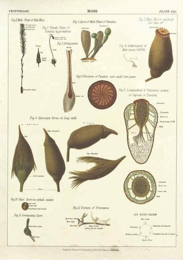 Reproducción/Reproduction 7166140497: The botanical atlas :. New York :The Century Co.,1883.