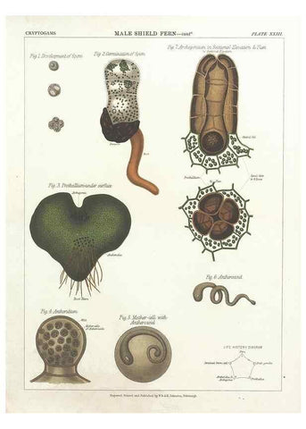 Reproducción/Reproduction 7166141549: The botanical atlas :. New York :The Century Co.,1883.