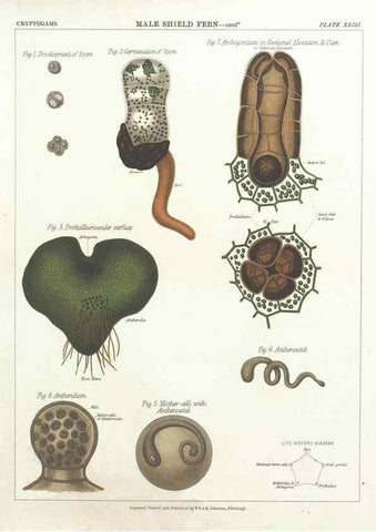 Reproducción/Reproduction 7166141549: The botanical atlas :. New York :The Century Co.,1883.