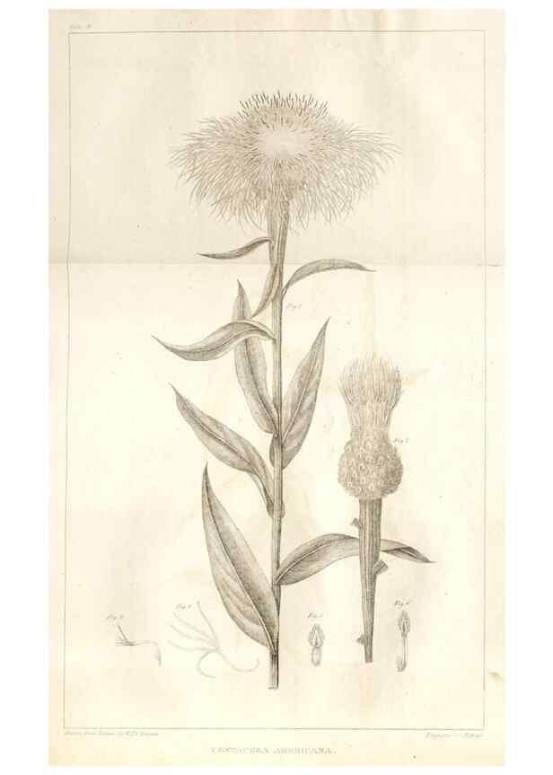 Reproducción/Reproduction 7176420253: A flora of North America :. Philadelphia :M. Carey & Sons,1821-23.