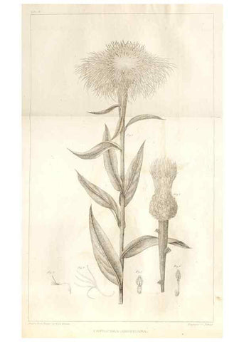 Reproducción/Reproduction 7176420253: A flora of North America :. Philadelphia :M. Carey & Sons,1821-23.
