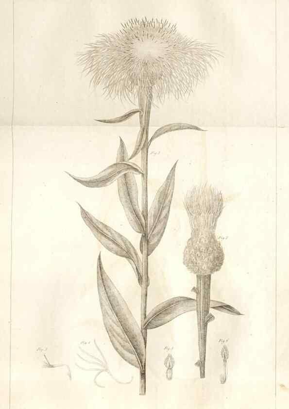 Reproducción/Reproduction 7176420253: A flora of North America :. Philadelphia :M. Carey & Sons,1821-23.
