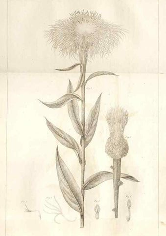 Reproducción/Reproduction 7176420253: A flora of North America :. Philadelphia :M. Carey & Sons,1821-23.