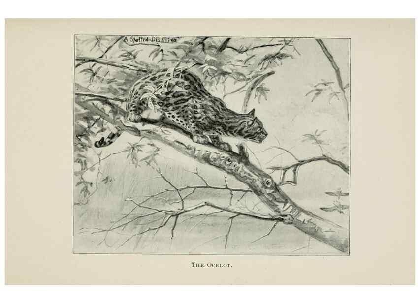 Reproducción/Reproduction 7176420783: Four-footed Americans and their kin /. New York :Macmillan,1898, t.p. 1901.