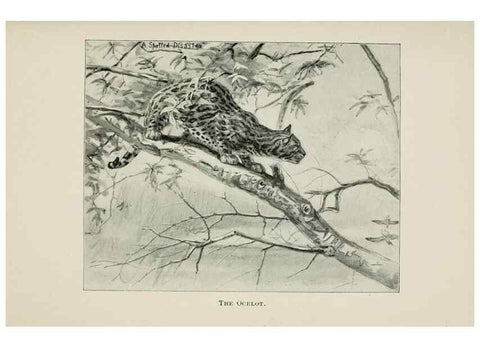 Reproducción/Reproduction 7176420783: Four-footed Americans and their kin /. New York :Macmillan,1898, t.p. 1901.