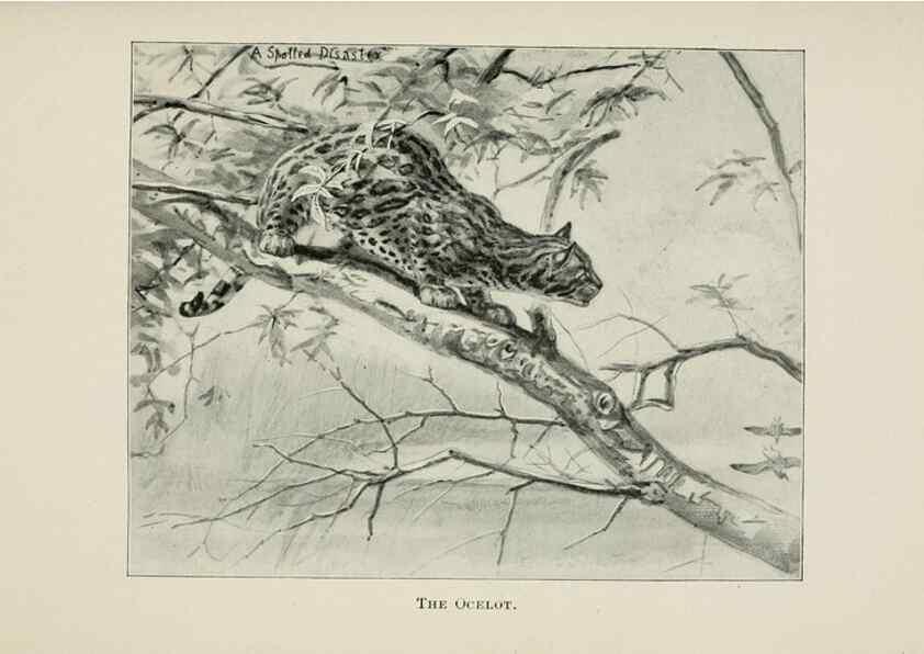 Reproducción/Reproduction 7176420783: Four-footed Americans and their kin /. New York :Macmillan,1898, t.p. 1901.