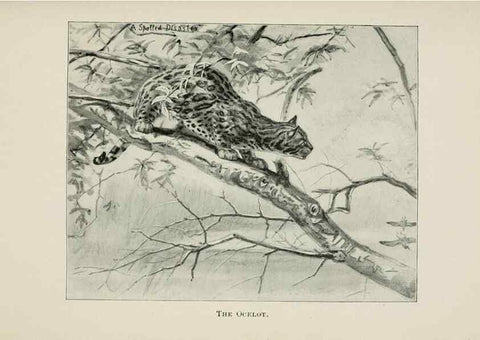 Reproducción/Reproduction 7176420783: Four-footed Americans and their kin /. New York :Macmillan,1898, t.p. 1901.