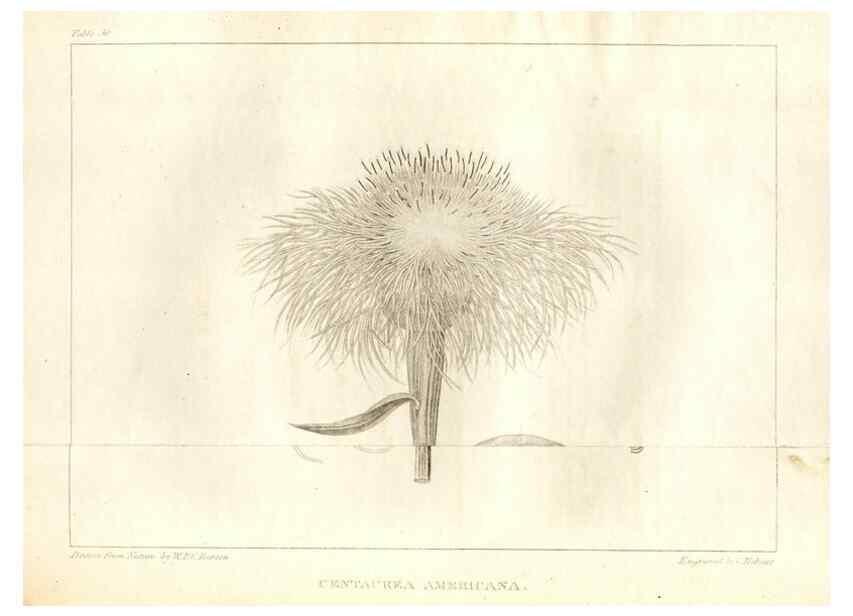Reproducción/Reproduction 7361644818: A flora of North America :. Philadelphia :M. Carey & Sons,1821-23.