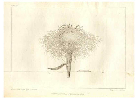 Reproducción/Reproduction 7361644818: A flora of North America :. Philadelphia :M. Carey & Sons,1821-23.