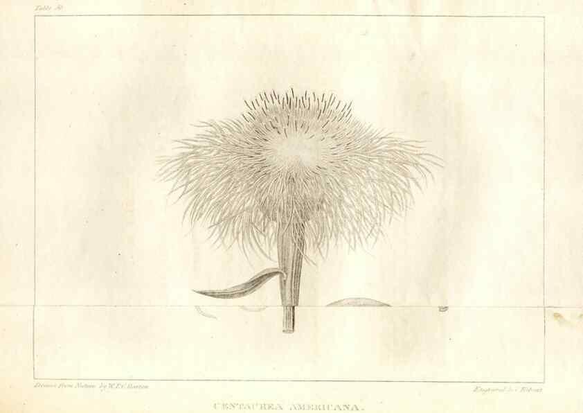 Reproducción/Reproduction 7361644818: A flora of North America :. Philadelphia :M. Carey & Sons,1821-23.