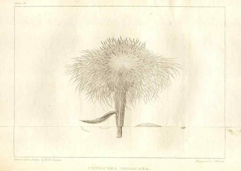 Reproducción/Reproduction 7361644818: A flora of North America :. Philadelphia :M. Carey & Sons,1821-23.