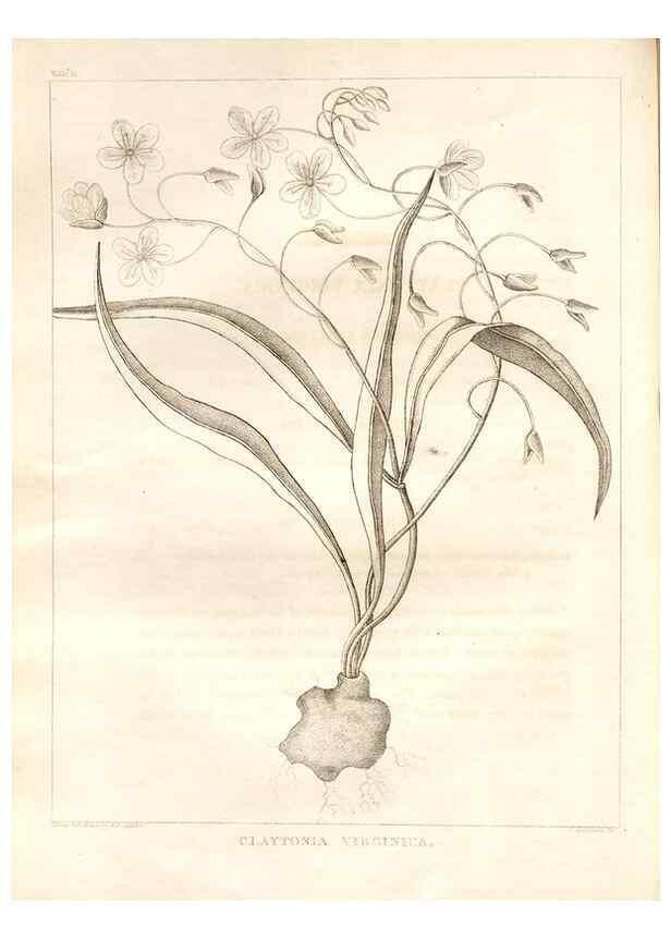 Reproducción/Reproduction 7176421757: A flora of North America :. Philadelphia :M. Carey & Sons,1821-23.