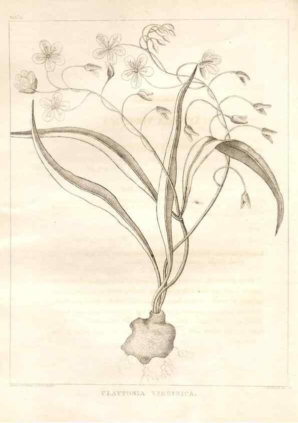 Reproducción/Reproduction 7176421757: A flora of North America :. Philadelphia :M. Carey & Sons,1821-23.