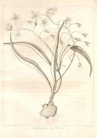 Reproducción/Reproduction 7176421757: A flora of North America :. Philadelphia :M. Carey & Sons,1821-23.