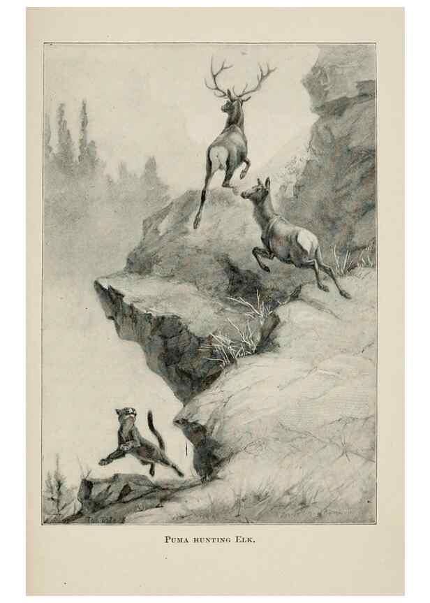 Reproducción/Reproduction 7176421863: Four-footed Americans and their kin /. New York :Macmillan,1898, t.p. 1901.
