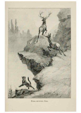 Reproducción/Reproduction 7176421863: Four-footed Americans and their kin /. New York :Macmillan,1898, t.p. 1901.