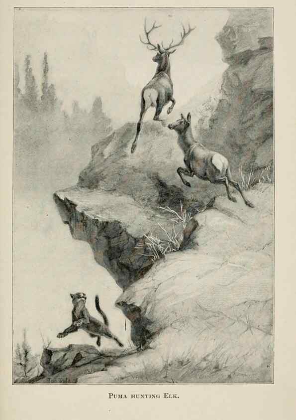 Reproducción/Reproduction 7176421863: Four-footed Americans and their kin /. New York :Macmillan,1898, t.p. 1901.