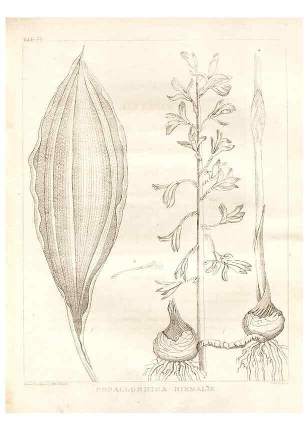Reproducción/Reproduction 7176423093: A flora of North America :. Philadelphia :M. Carey & Sons,1821-23.