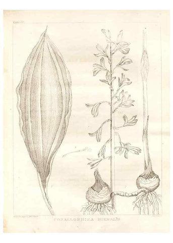 Reproducción/Reproduction 7176423093: A flora of North America :. Philadelphia :M. Carey & Sons,1821-23.