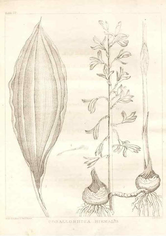 Reproducción/Reproduction 7176423093: A flora of North America :. Philadelphia :M. Carey & Sons,1821-23.