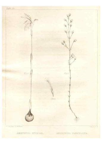 Reproducción/Reproduction 7361647710: A flora of North America :. Philadelphia :M. Carey & Sons,1821-23.