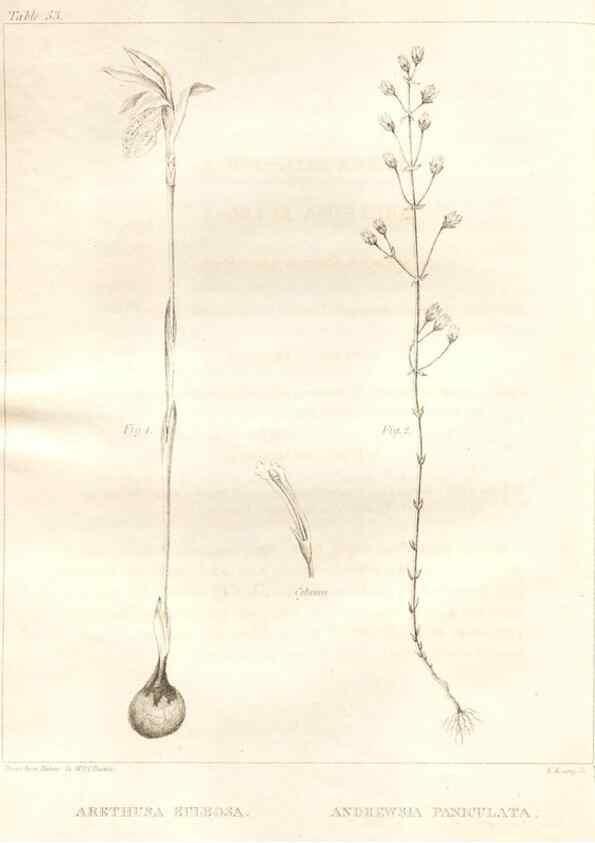 Reproducción/Reproduction 7361647710: A flora of North America :. Philadelphia :M. Carey & Sons,1821-23.