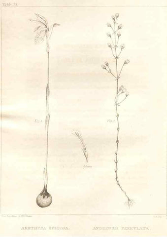Reproducción/Reproduction 7361647710: A flora of North America :. Philadelphia :M. Carey & Sons,1821-23.