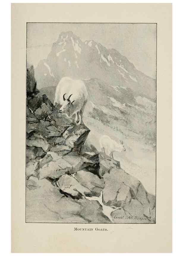 Reproducción/Reproduction 7361648122: Four-footed Americans and their kin /. New York :Macmillan,1898, t.p. 1901.