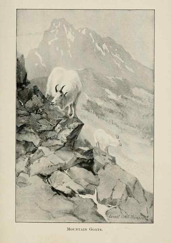 Reproducción/Reproduction 7361648122: Four-footed Americans and their kin /. New York :Macmillan,1898, t.p. 1901.