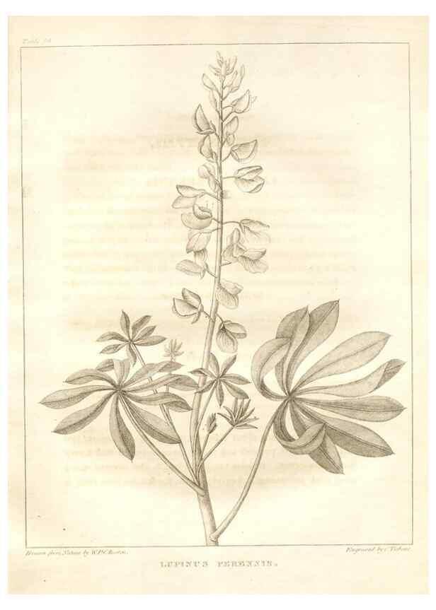 Reproducción/Reproduction 7176424725: A flora of North America :. Philadelphia :M. Carey & Sons,1821-23.