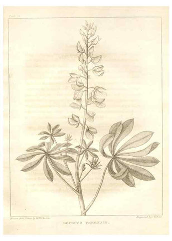 Reproducción/Reproduction 7176424725: A flora of North America :. Philadelphia :M. Carey & Sons,1821-23.