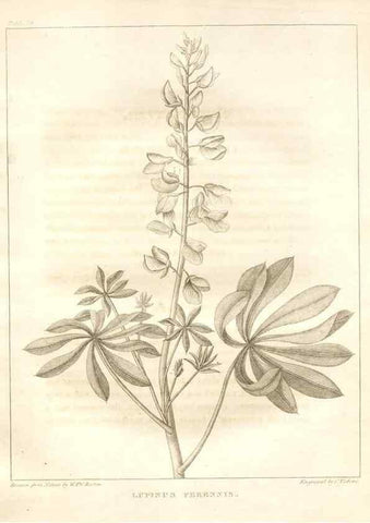 Reproducción/Reproduction 7176424725: A flora of North America :. Philadelphia :M. Carey & Sons,1821-23.
