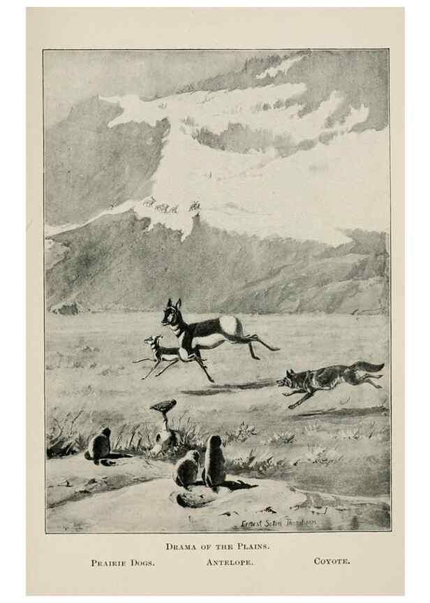 Reproducción/Reproduction 7361649244: Four-footed Americans and their kin /. New York :Macmillan,1898, t.p. 1901.