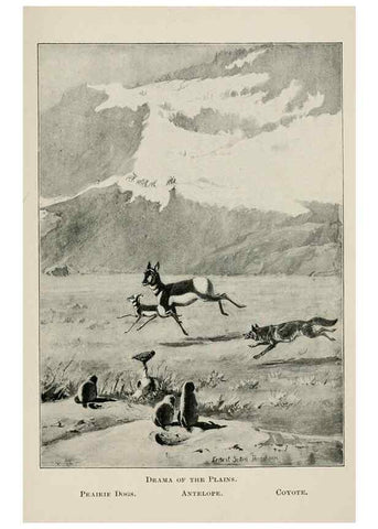 Reproducción/Reproduction 7361649244: Four-footed Americans and their kin /. New York :Macmillan,1898, t.p. 1901.