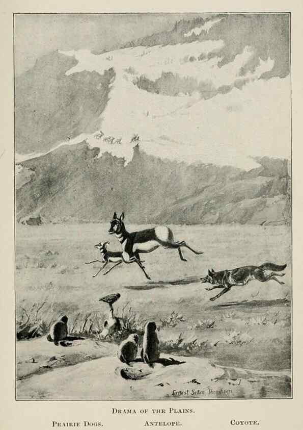 Reproducción/Reproduction 7361649244: Four-footed Americans and their kin /. New York :Macmillan,1898, t.p. 1901.