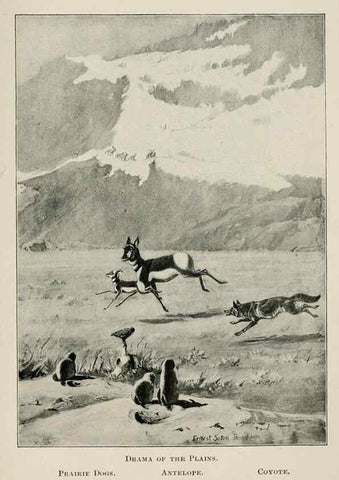 Reproducción/Reproduction 7361649244: Four-footed Americans and their kin /. New York :Macmillan,1898, t.p. 1901.