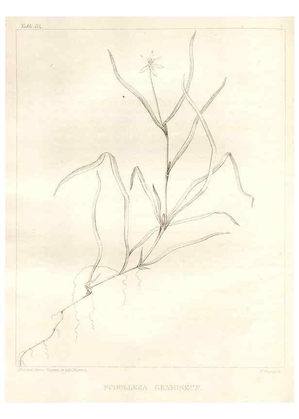 Reproducción/Reproduction 7176425407: A flora of North America :. Philadelphia :M. Carey & Sons,1821-23.