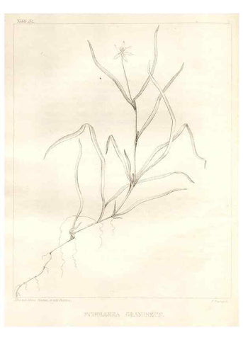 Reproducción/Reproduction 7176425407: A flora of North America :. Philadelphia :M. Carey & Sons,1821-23.