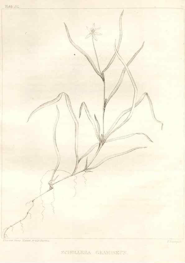 Reproducción/Reproduction 7176425407: A flora of North America :. Philadelphia :M. Carey & Sons,1821-23.