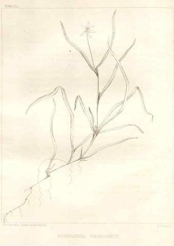 Reproducción/Reproduction 7176425407: A flora of North America :. Philadelphia :M. Carey & Sons,1821-23.