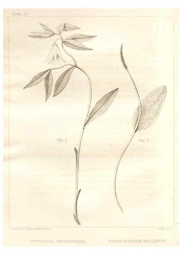 Reproducción/Reproduction 7361650430: A flora of North America :. Philadelphia :M. Carey & Sons,1821-23.