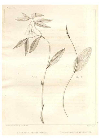 Reproducción/Reproduction 7361650430: A flora of North America :. Philadelphia :M. Carey & Sons,1821-23.
