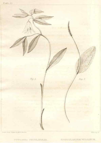 Reproducción/Reproduction 7361650430: A flora of North America :. Philadelphia :M. Carey & Sons,1821-23.