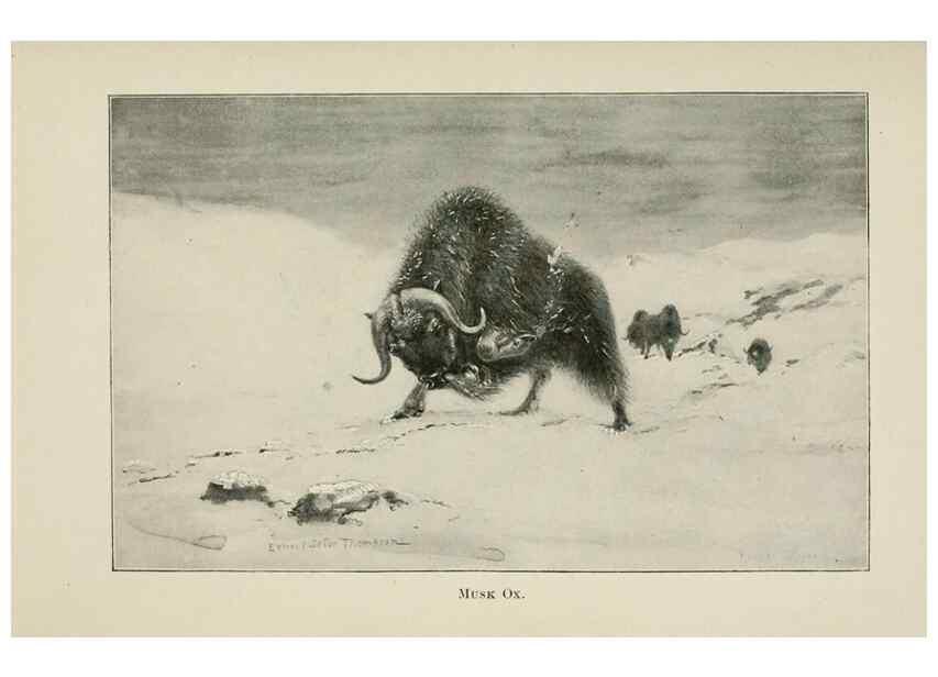 Reproducción/Reproduction 7361650544: Four-footed Americans and their kin /. New York :Macmillan,1898, t.p. 1901.