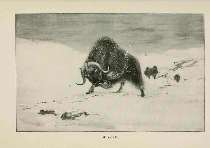 Reproducción/Reproduction 7361650544: Four-footed Americans and their kin /. New York :Macmillan,1898, t.p. 1901.