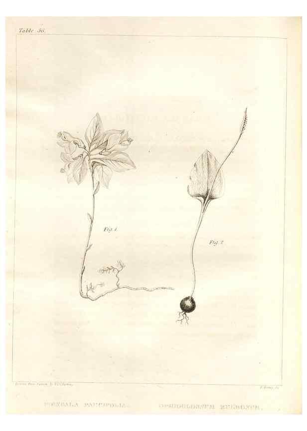 Reproducción/Reproduction 7176427083: A flora of North America :. Philadelphia :M. Carey & Sons,1821-23.